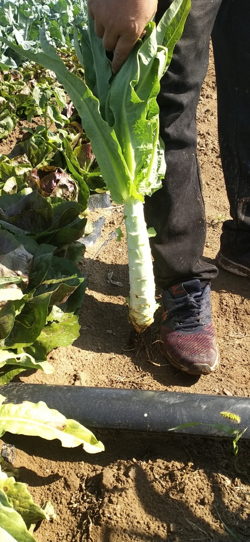 莴苣