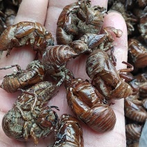 贵州动物类中药材蝉蜕沙地干货知了壳产地直销一手货源