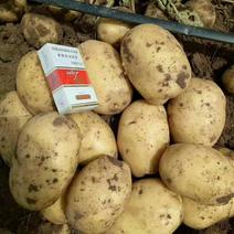 土豆批发，黄心土豆，白心土豆，红皮土豆品种齐全质量有