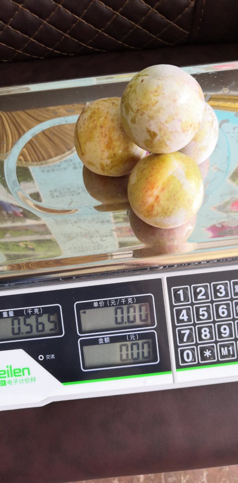 恐龙蛋李子苗，味帝李子苗，适应南北方种植，基地直销