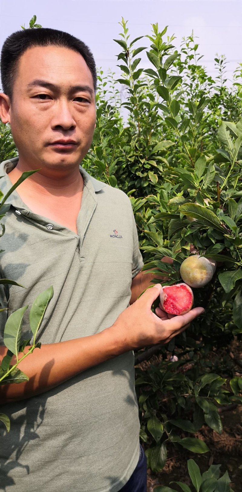 恐龙蛋李子苗，味帝李子苗，适应南北方种植，基地直销