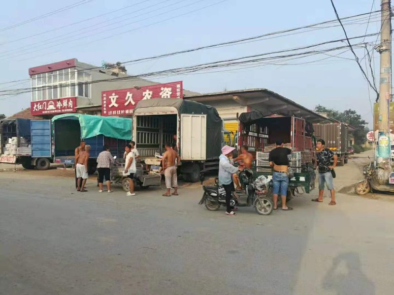 七级巨峰葡萄，花串、全红