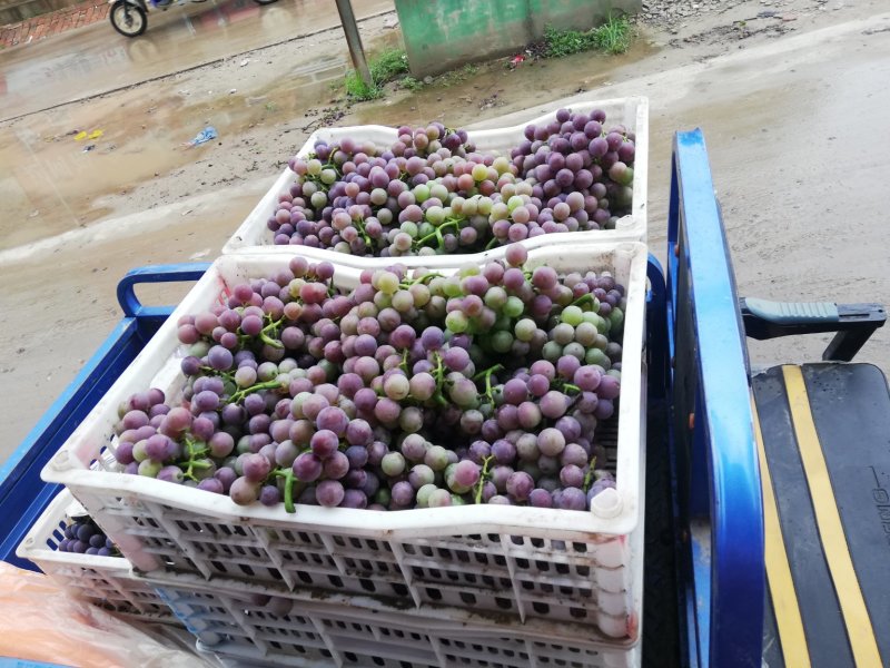 七级巨峰葡萄，花串、全红