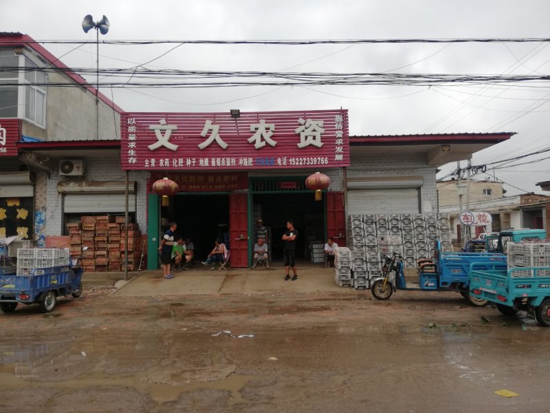 七级巨峰葡萄，花串、全红