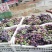 七级巨峰葡萄，花串、全红