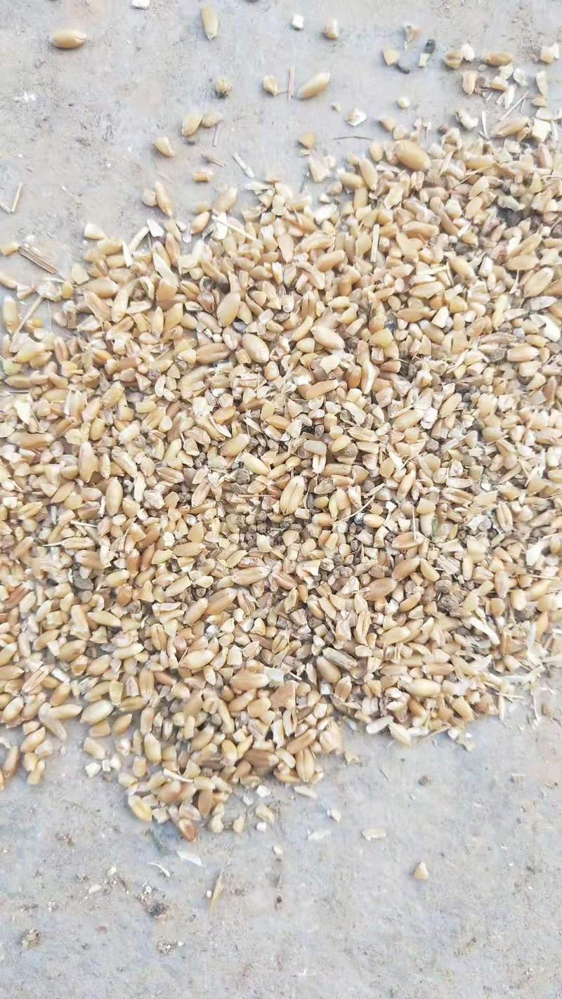 碎麦质量好杂质轻微养殖专用