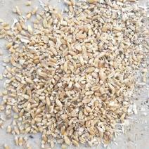 碎麦质量好杂质轻微养殖专用