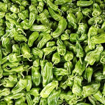 新鲜芜湖椒