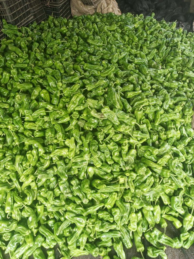 新鲜芜湖椒