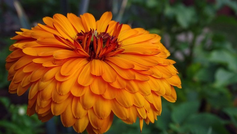 万寿菊种子打造花海公园菊花种子