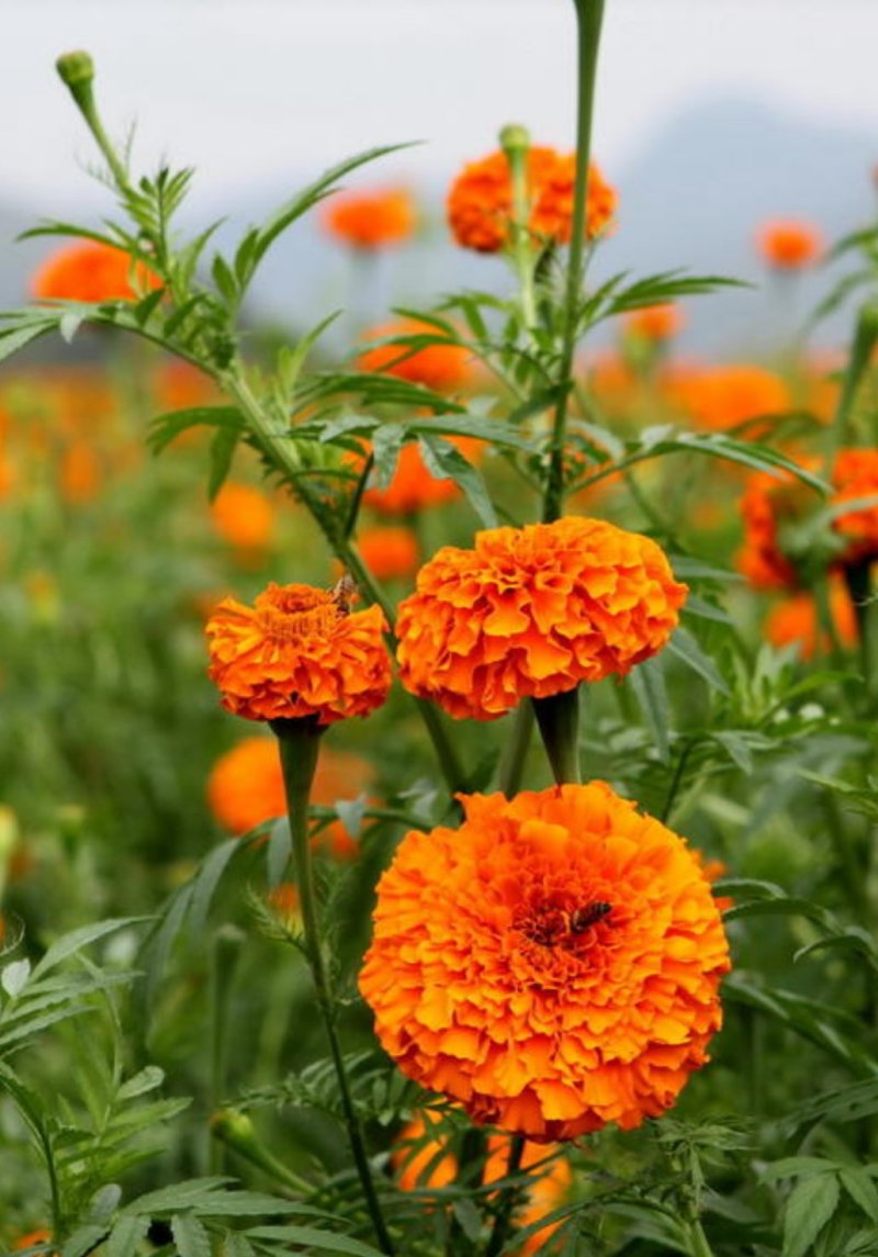 万寿菊种子打造花海公园菊花种子