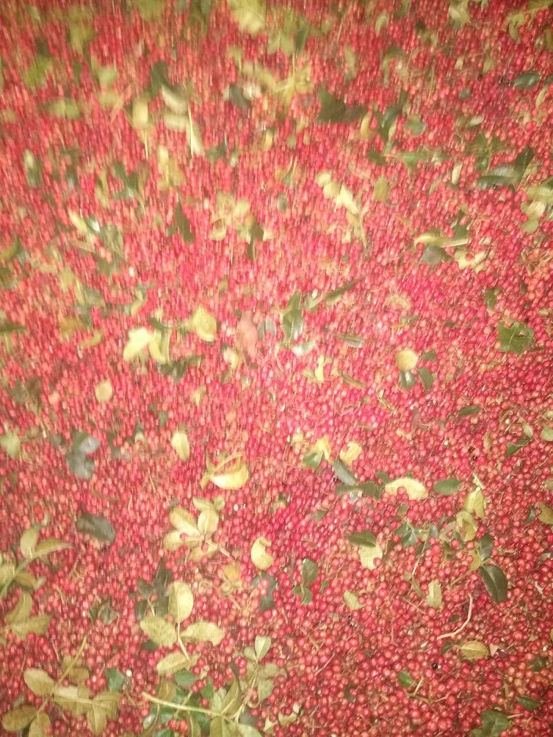 盐源正路花椒特级干