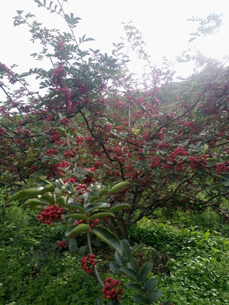 盐源正路花椒特级干