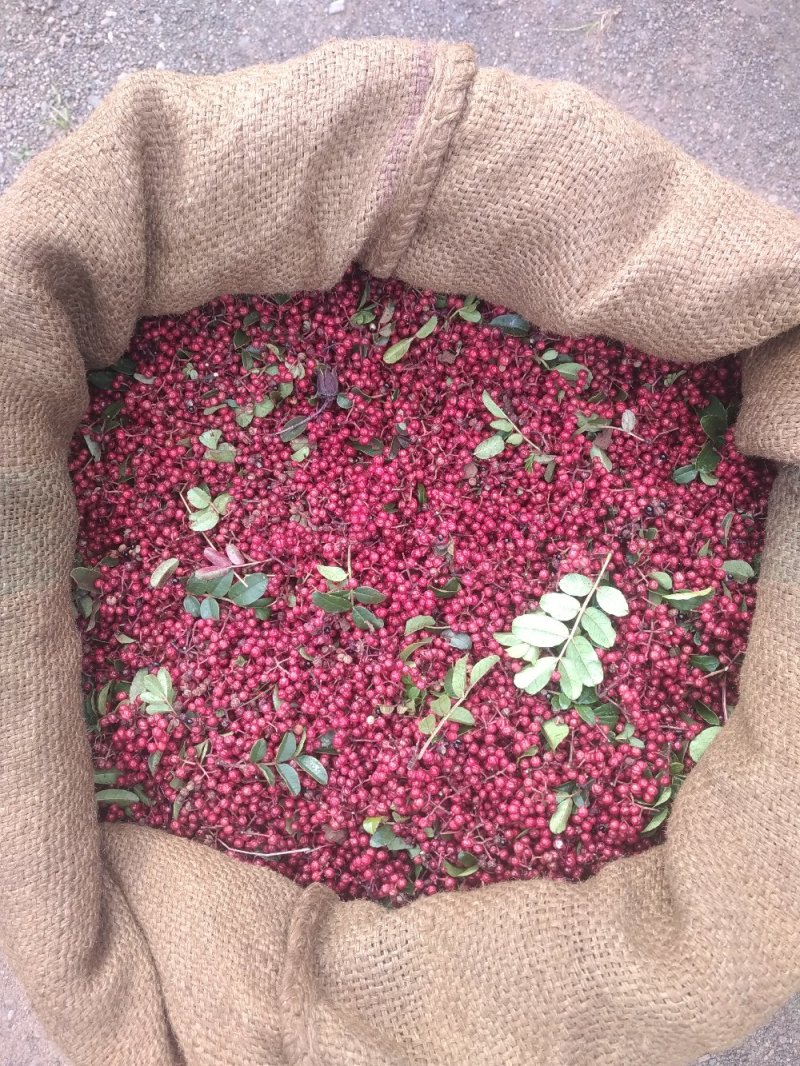 盐源正路花椒特级干