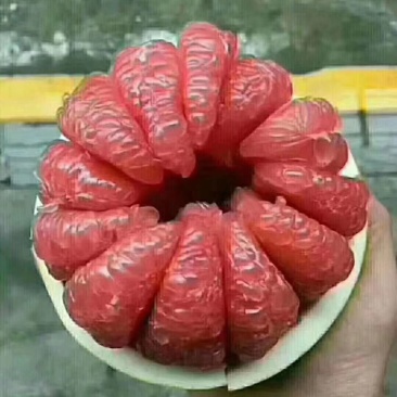 红心柚三红柚已上市