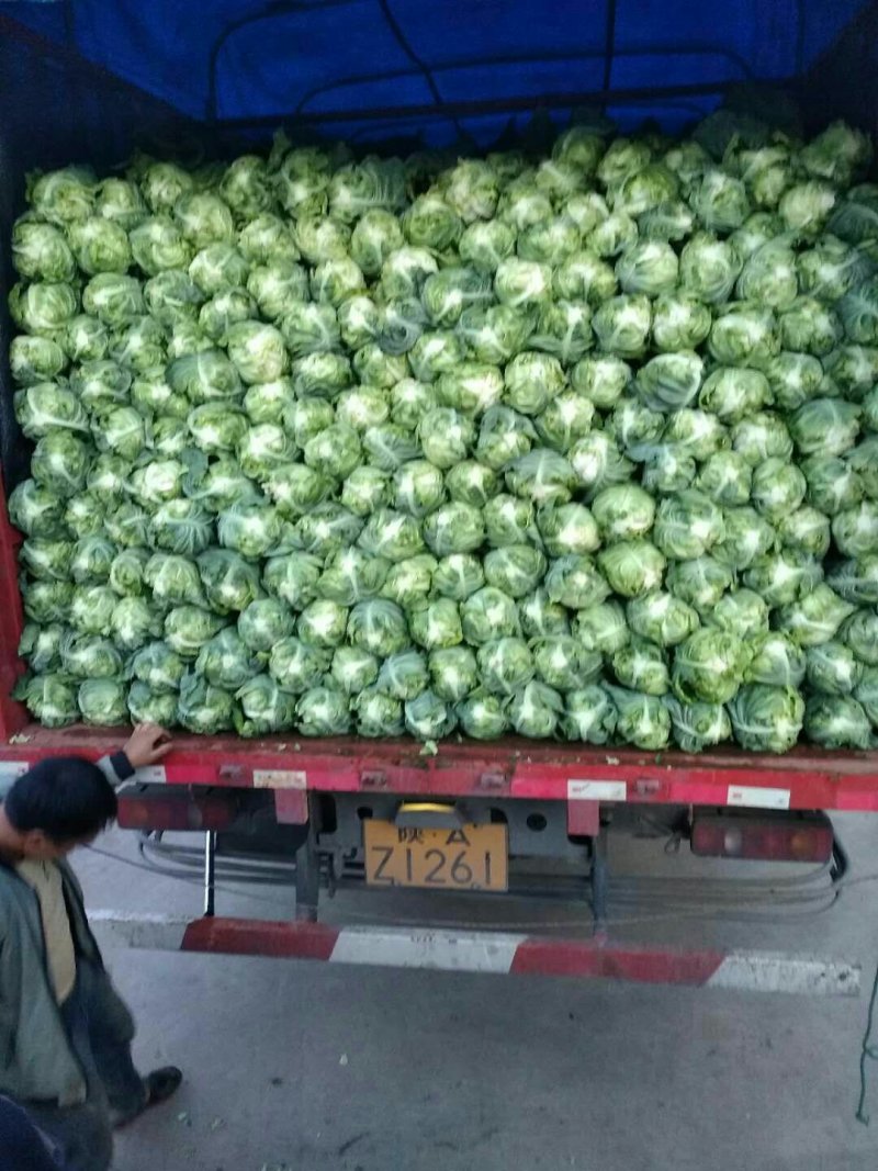 牛心莲花白大量上市，0.65走车