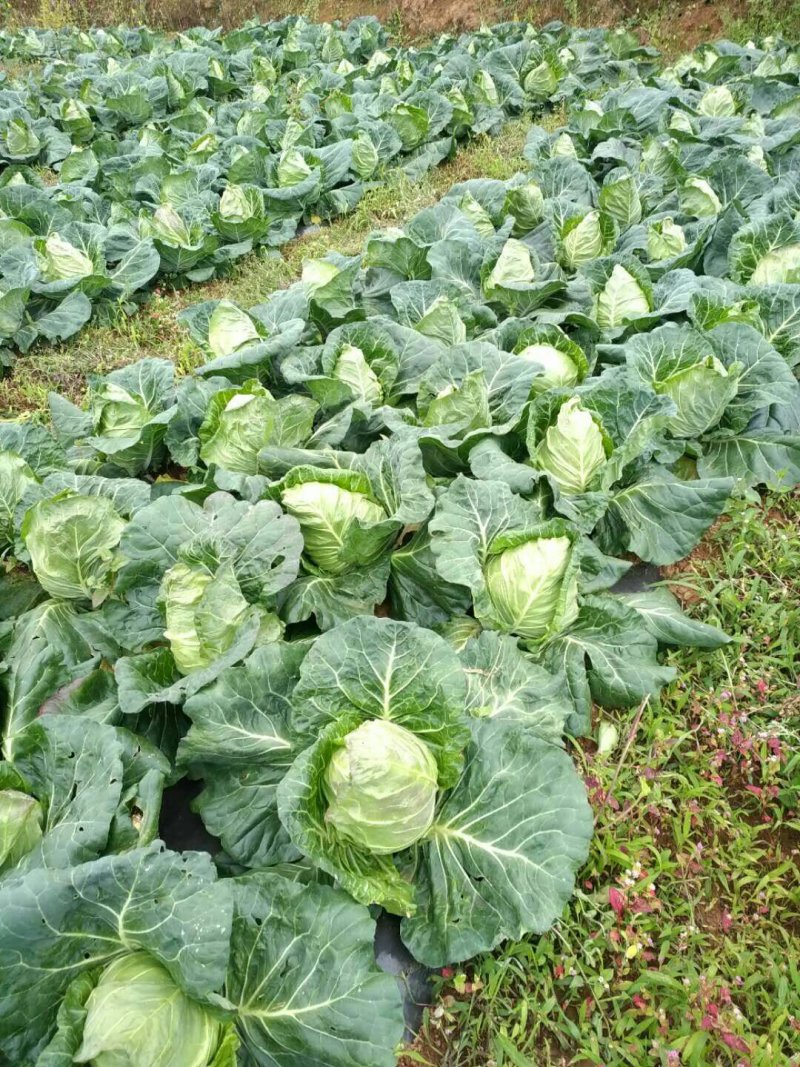 牛心莲花白大量上市，0.65走车