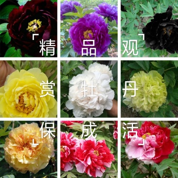 精品牡丹，二乔，岛锦，豆绿，荷包牡丹，魏紫，赵紫等等