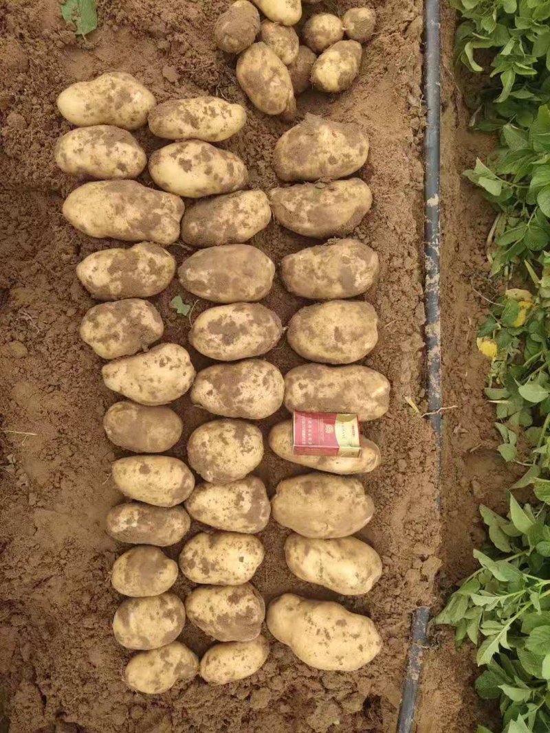 226土豆预订