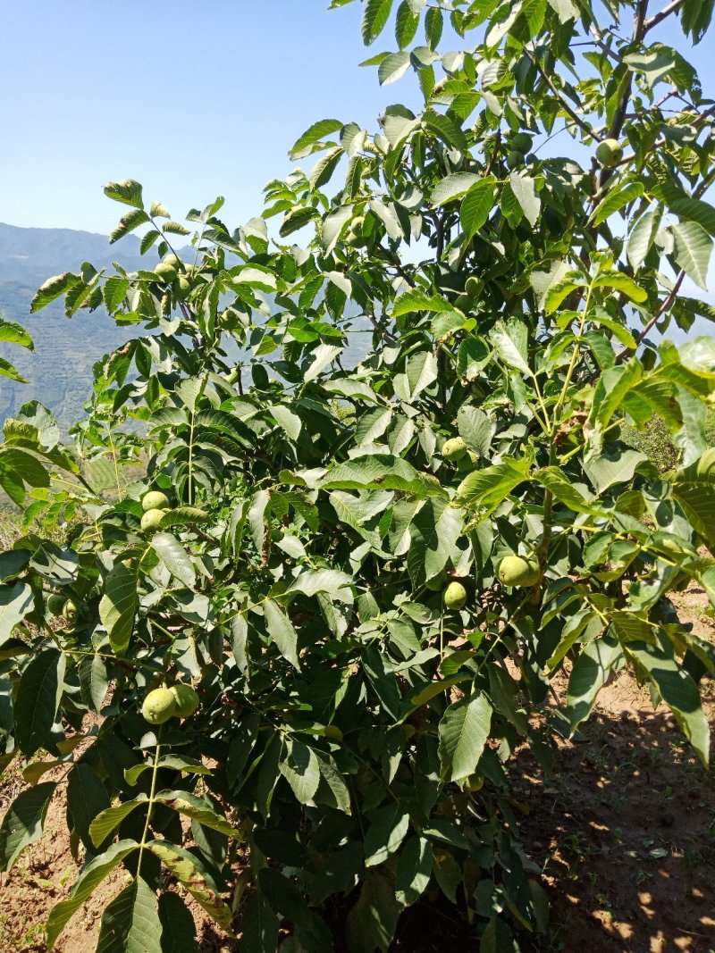 青皮核桃，山里的好货，欢迎大家前来订购