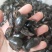 龙虱金边水鳖虫供应上千种中药材
