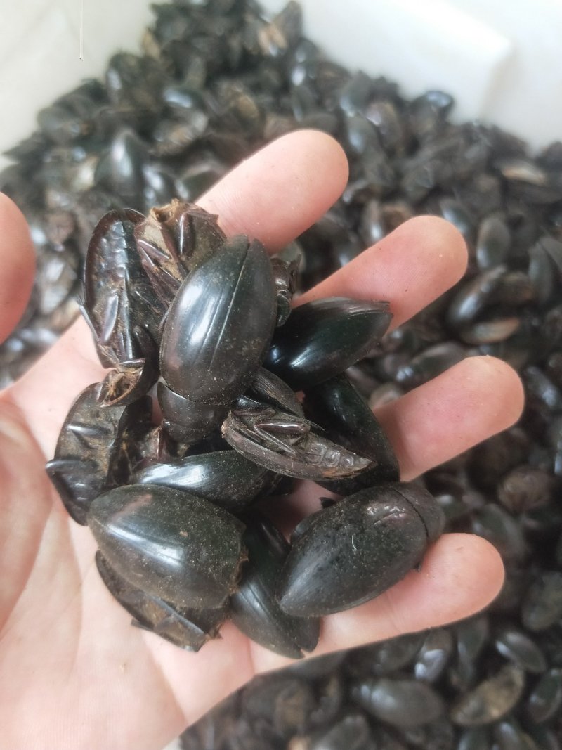 龙虱金边水鳖虫供应上千种中药材