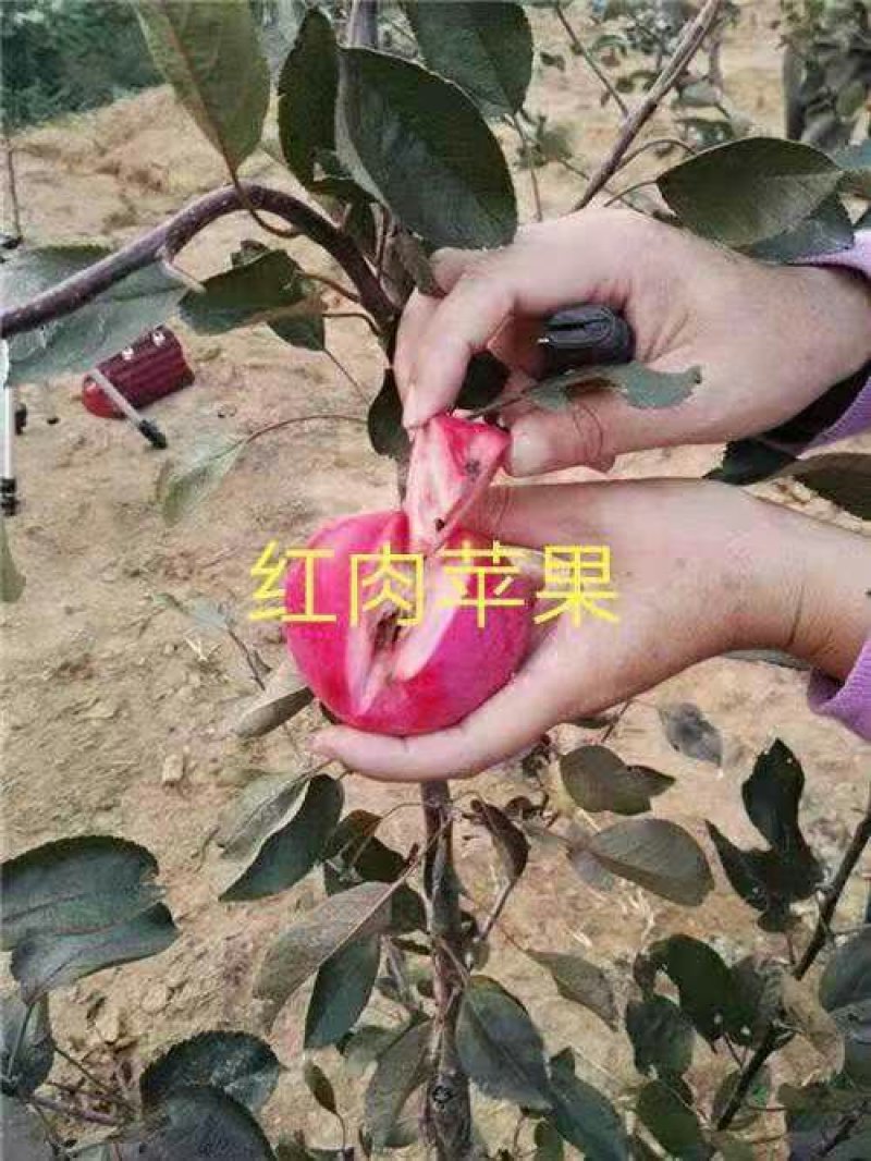 苹果苗鲁丽，维纳斯黄金，华硕保品种，签购苗合同