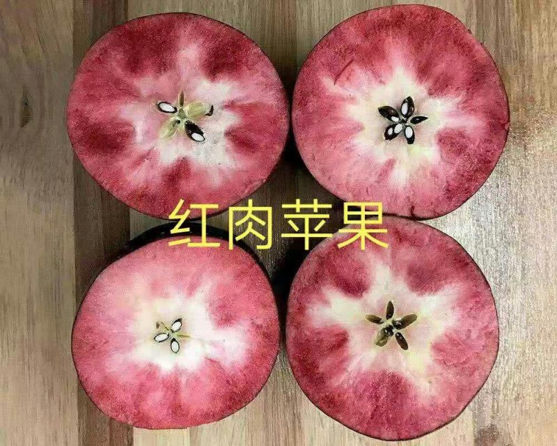 苹果苗鲁丽，维纳斯黄金，华硕保品种，签购苗合同
