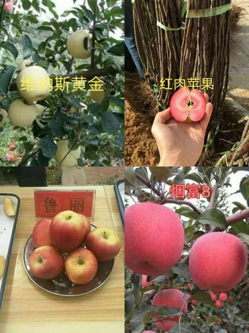 苹果苗鲁丽，维纳斯黄金，华硕保品种，签购苗合同