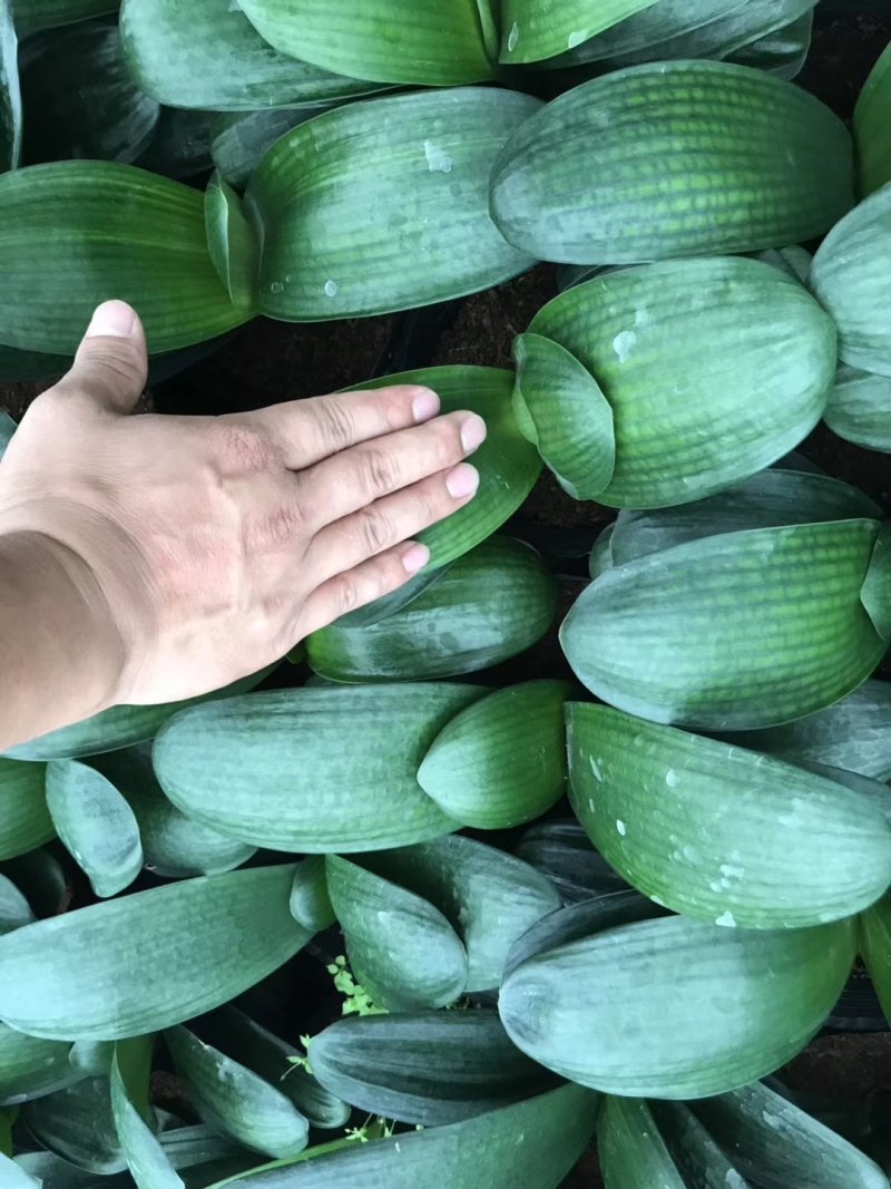 产地直销批发精品君子兰，室内种植，少水好养