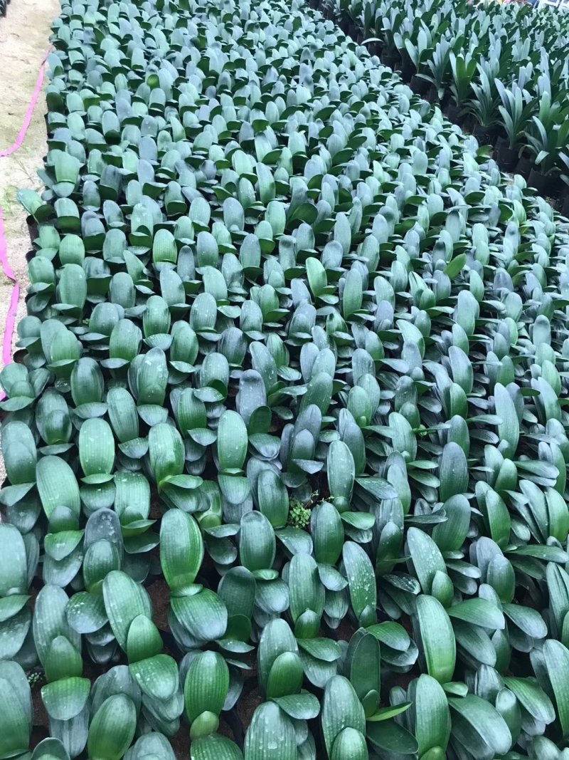 产地直销批发精品君子兰，室内种植，少水好养