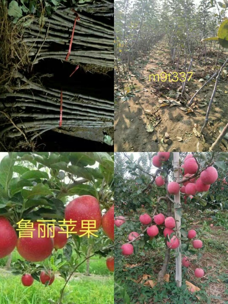 苹果苗鲁丽，维纳斯黄金，华硕保品种，签购苗合同