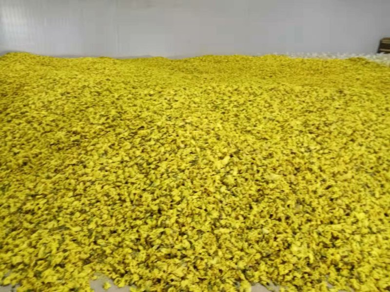 新货黄蜀葵大量加工中，精选统货无黑头