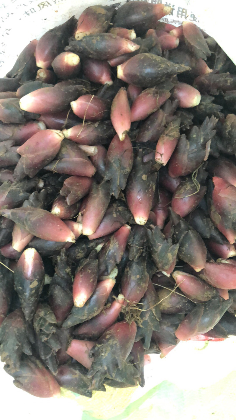 阳荷
