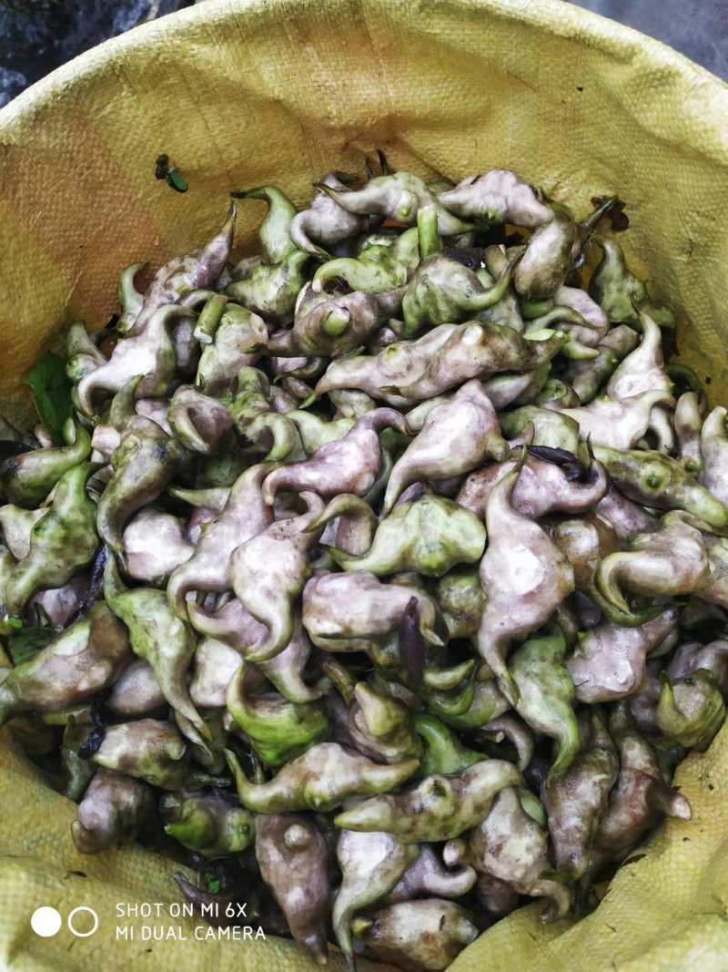 大青菱角牛角菱老菱角弯菱角牛角菱角