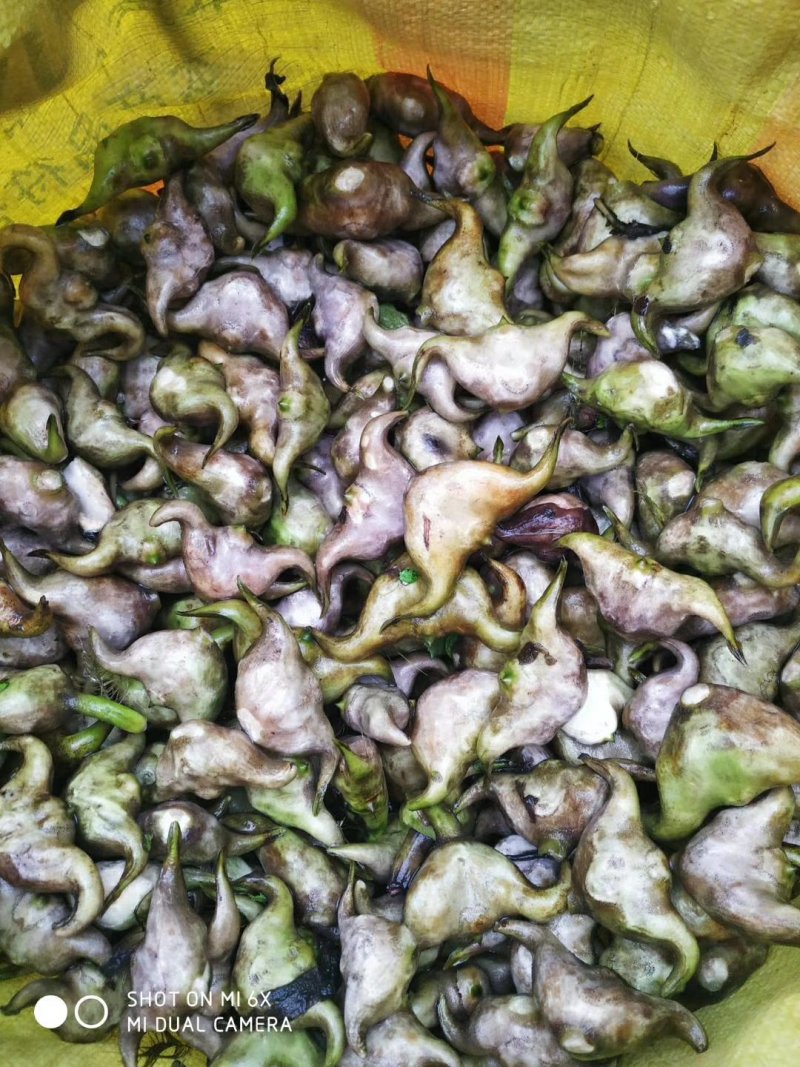 嫩菱角青菱角大菱角大别山牛角菱角弯菱角