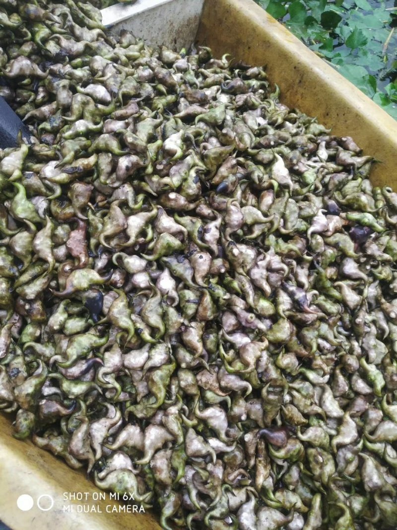 嫩菱角青菱角大菱角大别山牛角菱角弯菱角