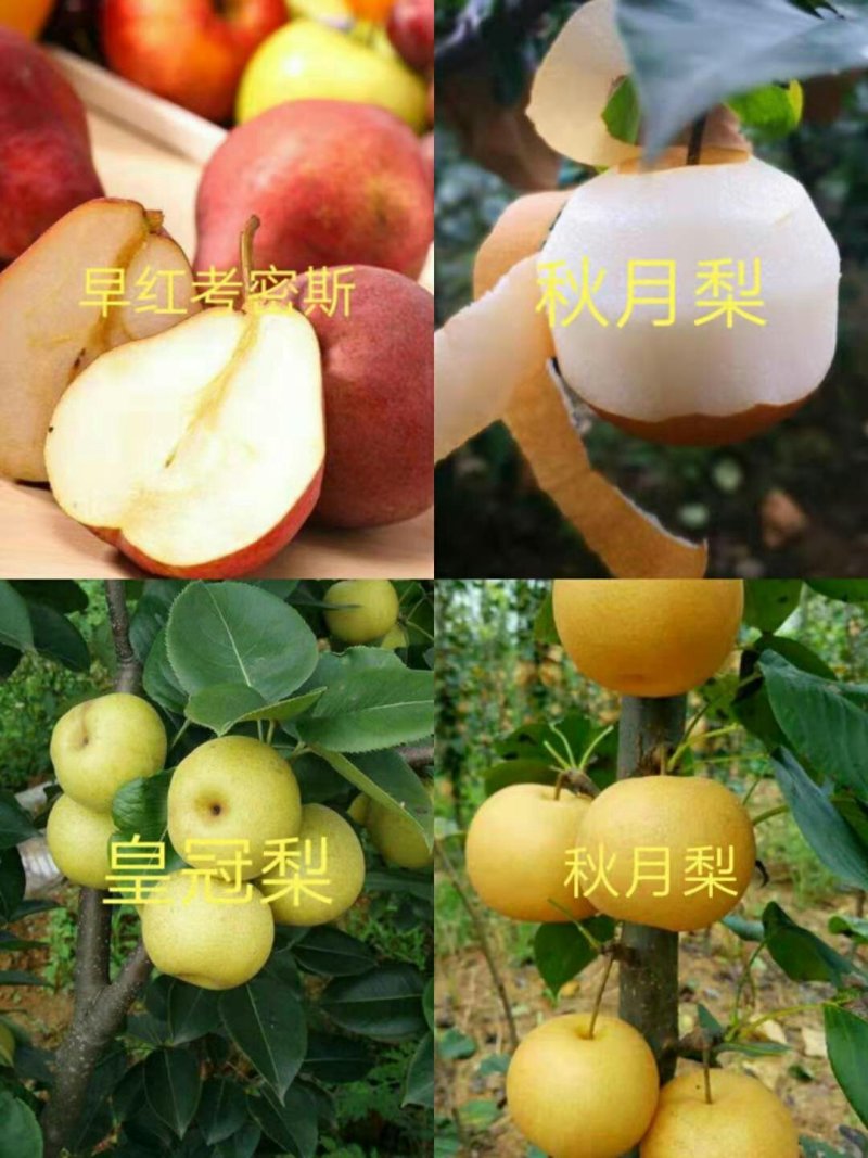 早酥红梨苗，新梨7秋月，玉露香梨签合同提供技术指导！