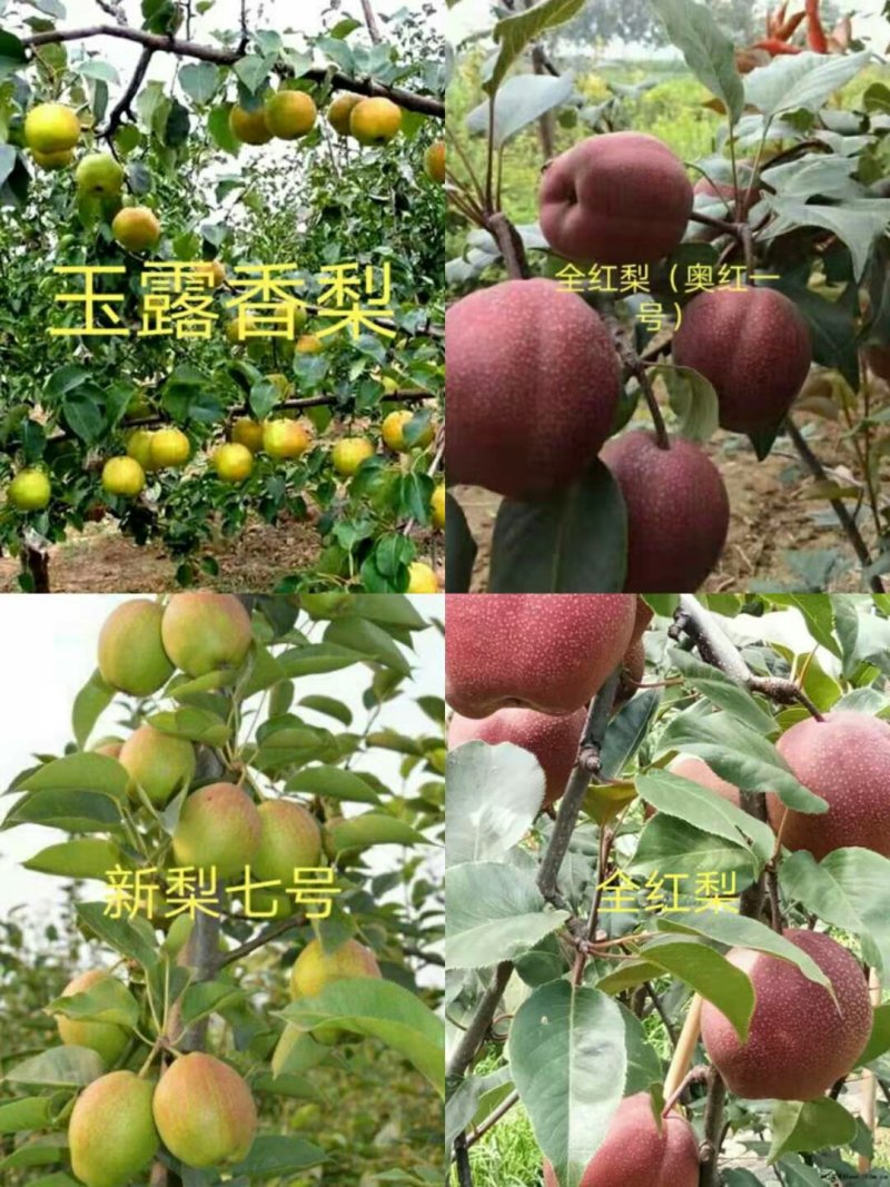 早酥红梨苗，新梨7秋月，玉露香梨签合同提供技术指导！