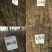 早酥红梨苗，新梨7秋月，玉露香梨签合同提供技术指导！