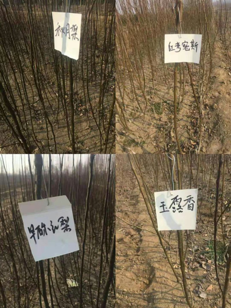 早酥红梨苗，新梨7秋月，玉露香梨签合同提供技术指导！