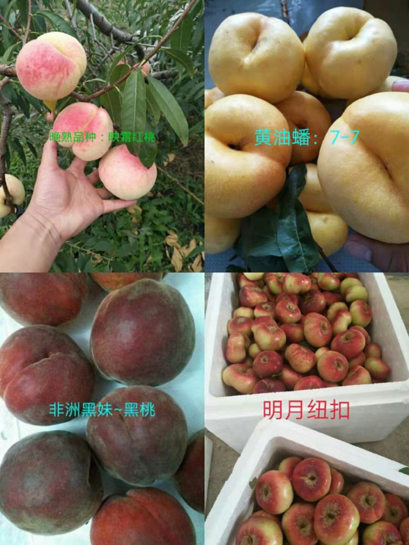 桃树苗36-5、中华寿桃，冬桃，黄金密4号技术指导