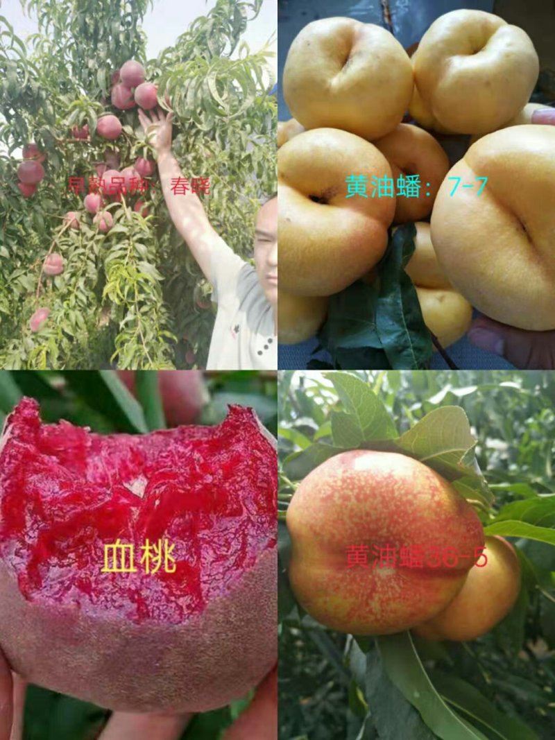 桃树苗36-5、中华寿桃，冬桃，黄金密4号技术指导