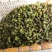 南漪湖野生菱角米手工剥皮（量大优惠1吨起批）