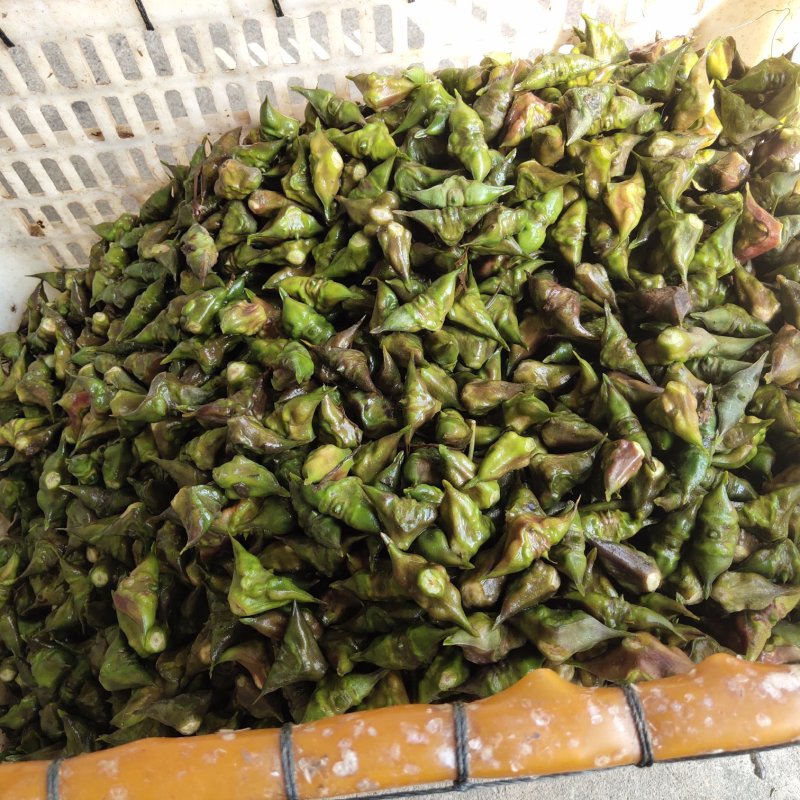 南漪湖野生菱角米手工剥皮（量大优惠1吨起批）