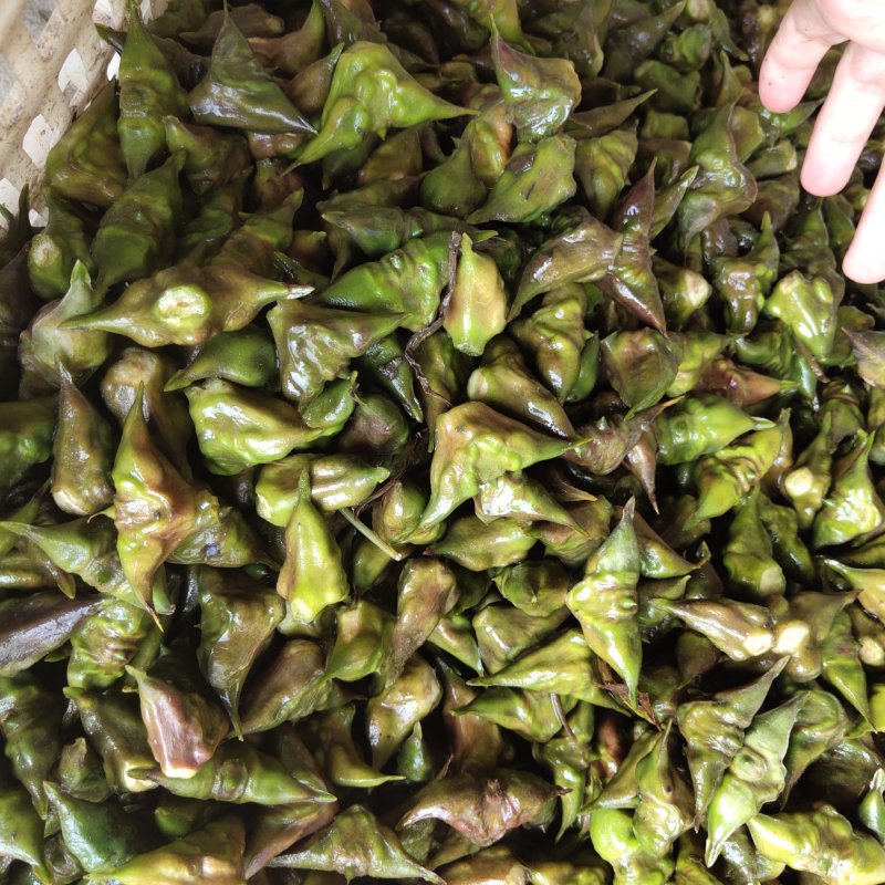 南漪湖野生菱角米手工剥皮（量大优惠1吨起批）