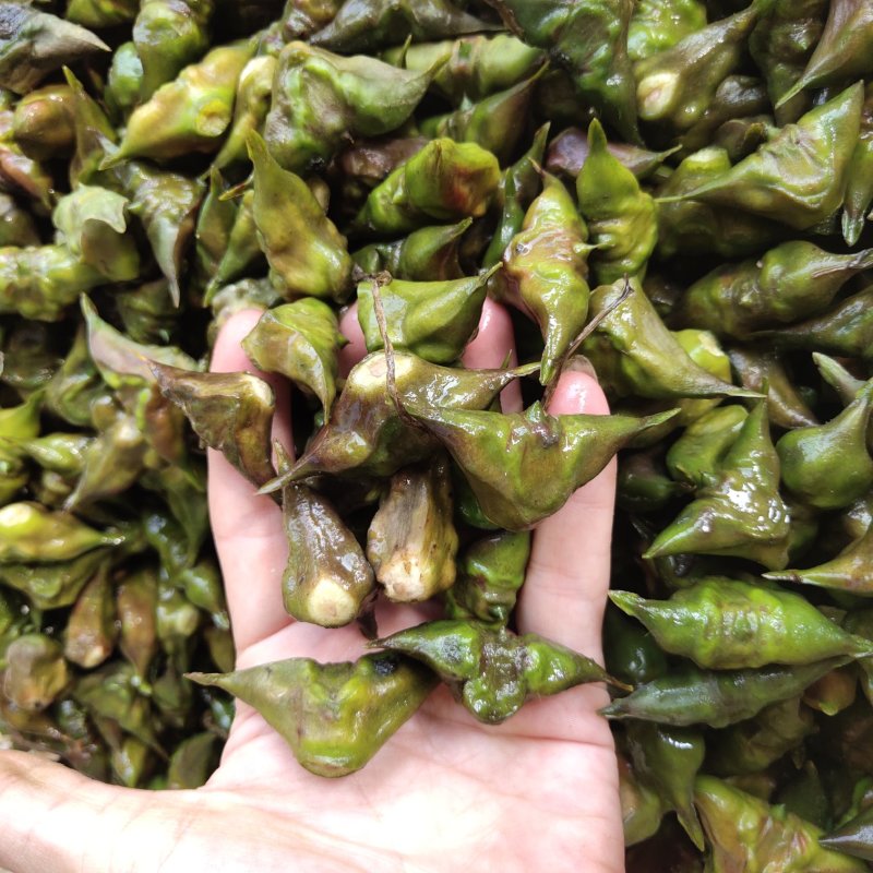 南漪湖野生菱角米手工剥皮（量大优惠1吨起批）