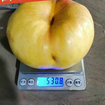 桃树苗36-5、中华寿桃，冬桃，黄金密4号技术指导