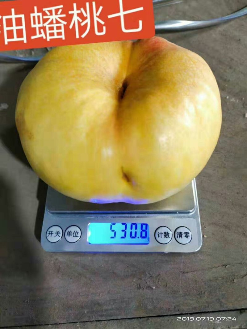 桃树苗36-5、中华寿桃，冬桃，黄金密4号技术指导