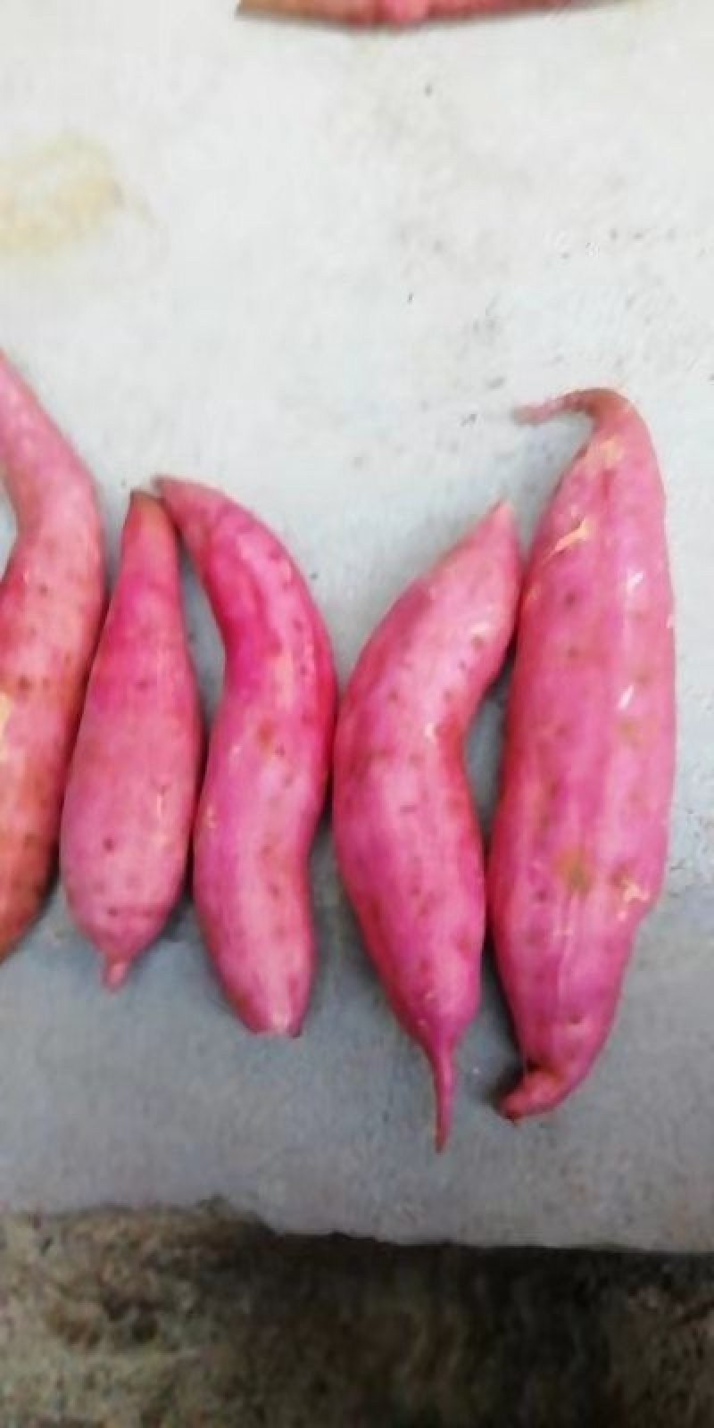 红薯